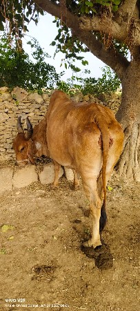 ગાય વેચવાની છે