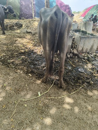 પાડો વેચવાનો છે