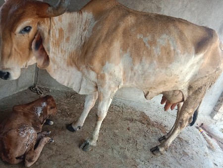 વેચવાની