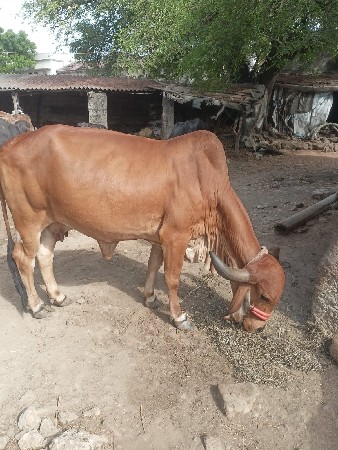 9લીટર દુધ