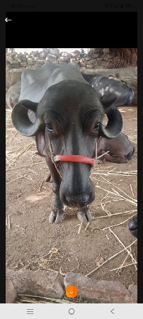 આ ભેંસ વેચવાની છે