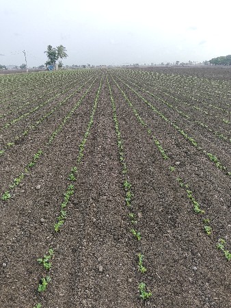બીયારણ