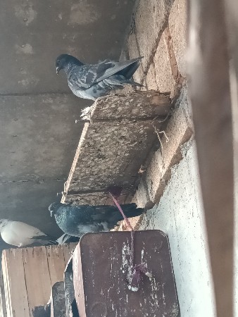 બ્લેક જોતો વેચવાનો છે ગુલાટી નુ