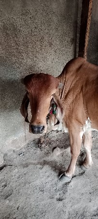 દેશી ગાય નુ ઘી વેસવા નુ સે