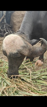 જાફરી ખડેલી પહેલું વેતર વ્યાસે