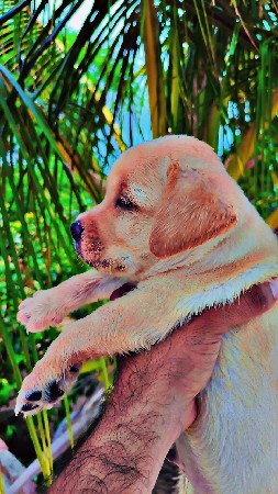 Labrador Male puppy