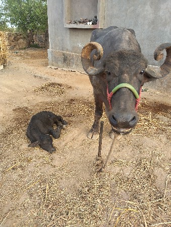અટાણે વિયાણી નીચે પાડો