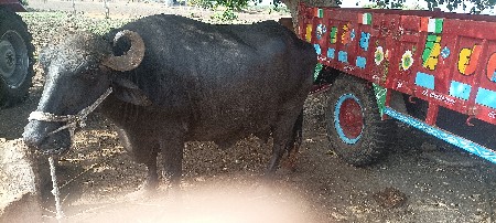 વૅચવાનુ છે