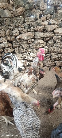 દેશી મરઘો
