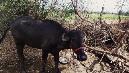 khadai
