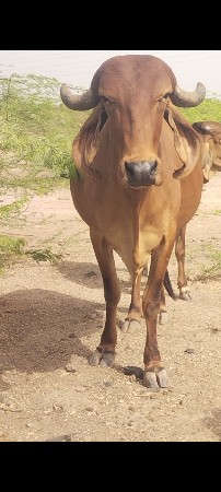 વેચવાની છે 2 વેતર