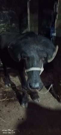 પાડો વેશ વાનોછે