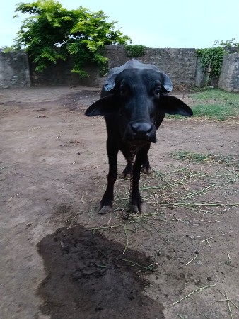 ખડેલા વેસવાના છે