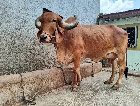ગીર ગાય વેચવાની છે