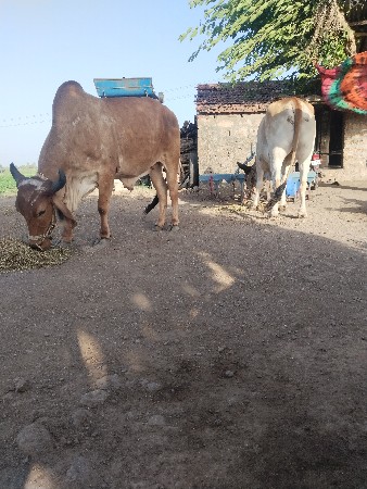 બે વાવણી વાવેલા