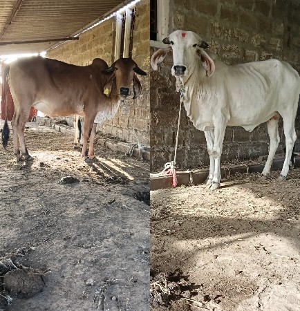 2 ગીર હોડકી વેચવાની છે