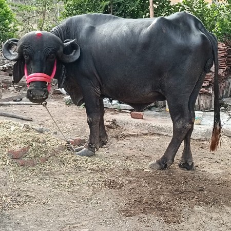 પેલા વેતરમાં ઘડાઈ વેચવાની છે