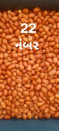 મગફળી બિયારણ 
37નંબર જી 20,જી22,