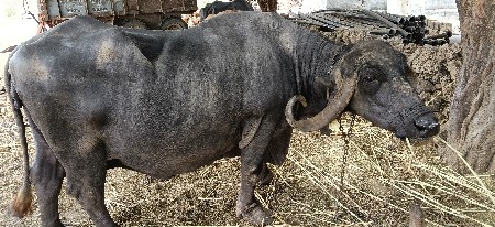 ભેંસ વેસવા ની સે