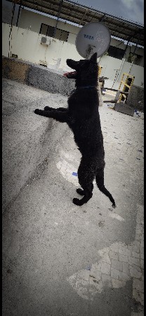 German shepherd