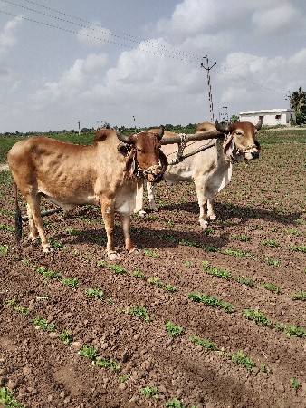 આવેલા
