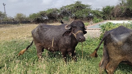 ચાર દાતે છે