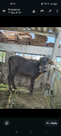 પાડી સારા વેલા ની છે