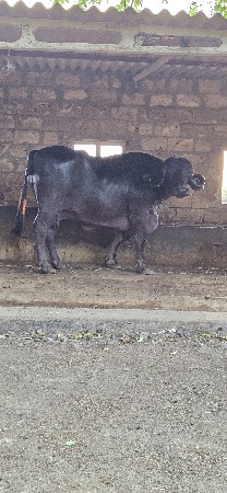 ભેંસ વેચવાની છે