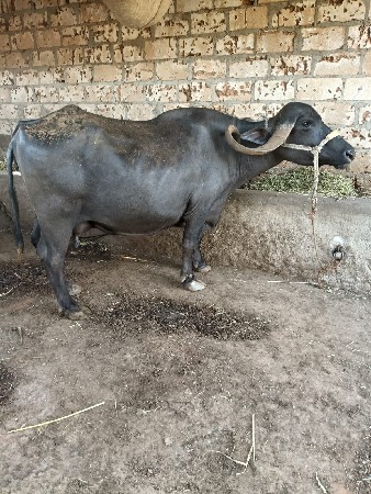 ભેસ વેચવા ની છે