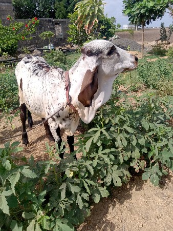 ગાય વેસવાની છે નીસે વાસડી સે