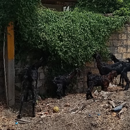 14 બકરા વેચવાના છે