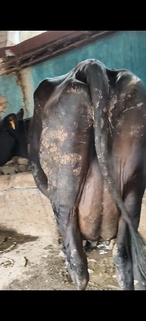 બે ગાય વેસવાની ત્રીજા વેતર એક દશ