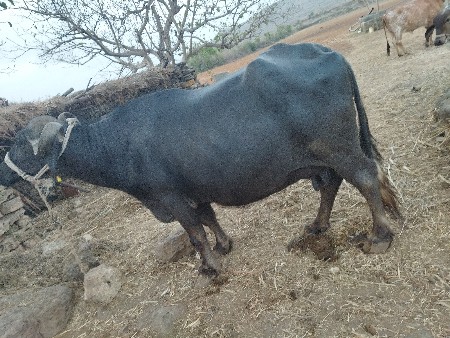 ભેંસ વેચવાની છે