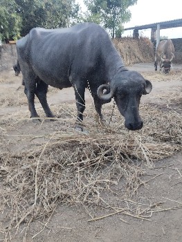 ખળેલી વેચવાની છે ચાર દાયતે
