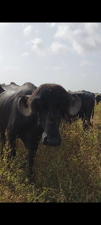 ખડેલુ