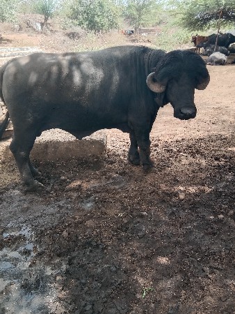 પાડો વેચવાનો સે
