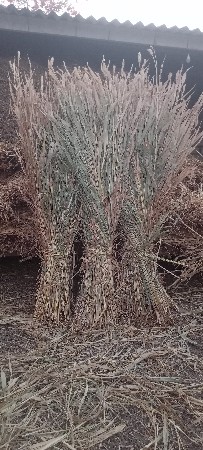 જુવાર નીરણ