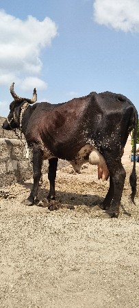 ત્રીજું વેતર ક્રોસ ગાય