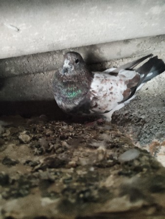 4 નંગ છે