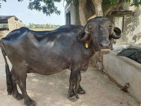 ભેંસ વેચવાની છે