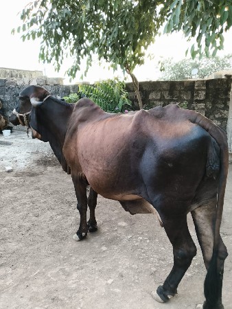 વેશાવ