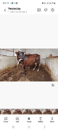 ગાયો વેચવાની છે