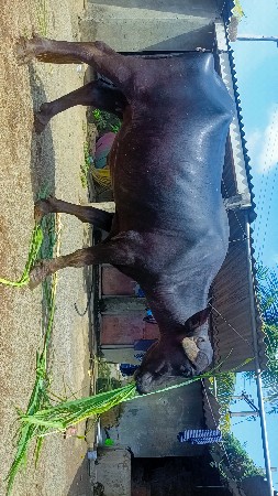 ભેંસ વેસવાની છે