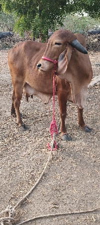 ગાય વેચવાની છે
