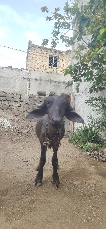 વેચવાની છે