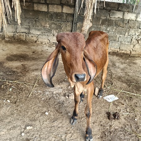 એક ઓળખો અને બે વાચળીઓ વેચવાની છે