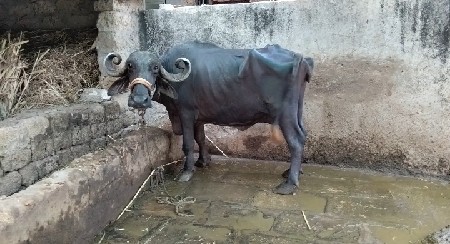 ભેંસ વેચવાની છે....