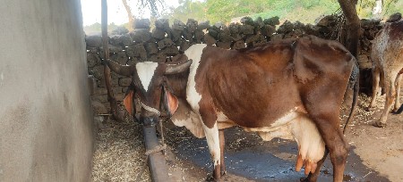 ગીર ગાય  દુધ. 10લીટર