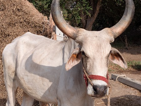 વેચવાના છે