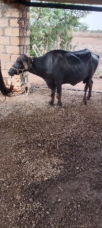 ભેંસ વેચવાની છે